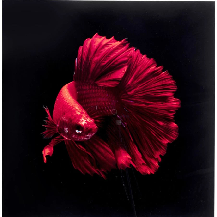 "KARE Design Modern Glass Fire Fish Wall Art Picture 100x100cm Square Decorative Panel"