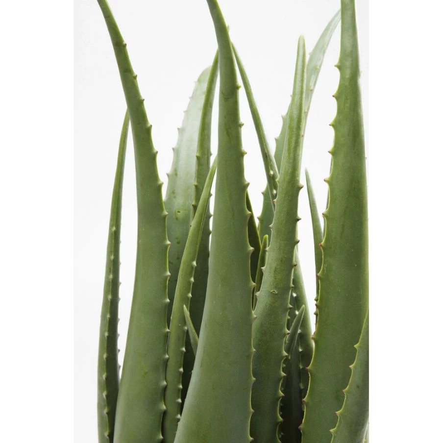 KARE Design Modern Aloe Vera Artificial Plant for Home Decor - 69cm Tall Fake Succulent in Pot for Indoor Greenery